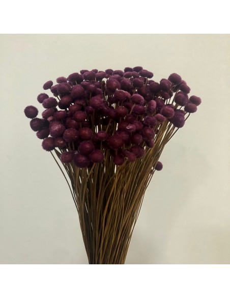 Amarelino color Malva oscuro 45cm 120g