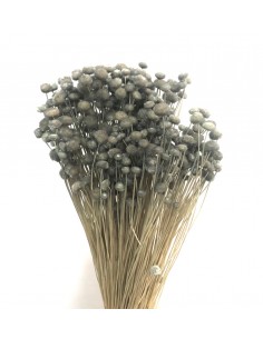 Amarelino color Azul Petroleo 45cm 120g