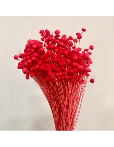 Amarelino color Coral 45cm 120g