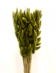 Lagurus Verde Oliva 100g