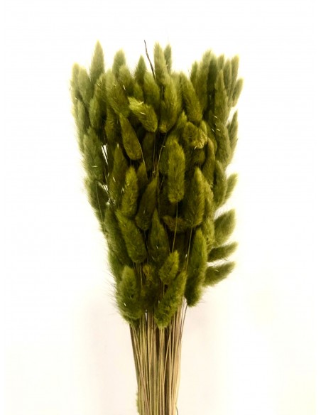 Lagurus Verde Oliva 100g