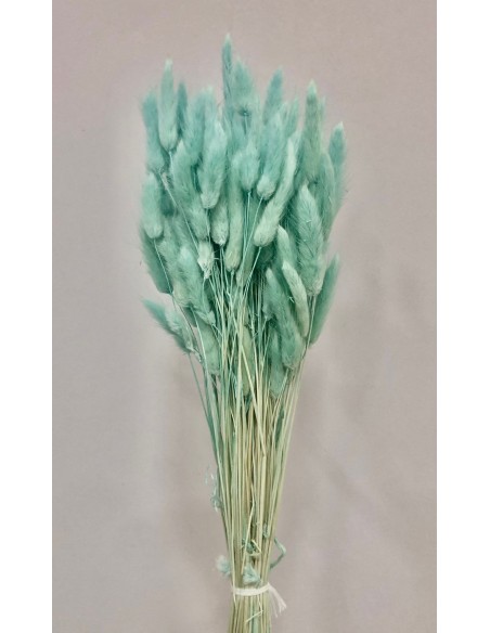 Lagurus Turquesa Suave 100g