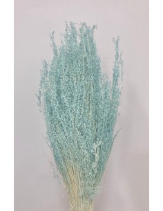 Star Grass Celeste 60cm 35g