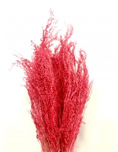 Star Grass Coral 60cm 35g
