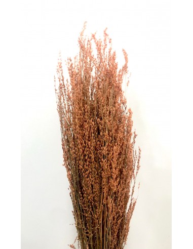 Star Grass Teja 60cm 35g