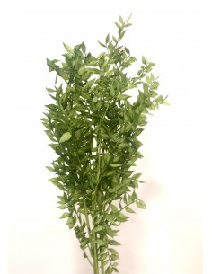 Ruscus Preservado verde claro 150g