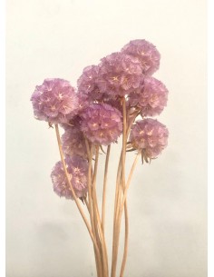 Escabiosa Preservada 30cms Lila