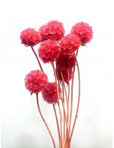 Escabiosa Preservada 30cms Coral