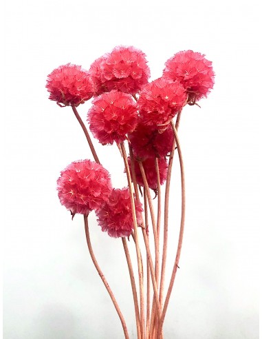 Escabiosa Preservada 30cms Coral