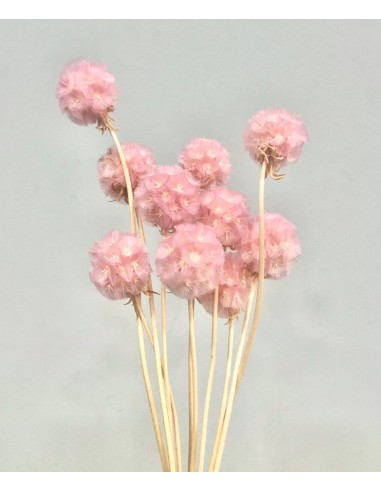 Escabiosa Preservada 30cms Rosa
