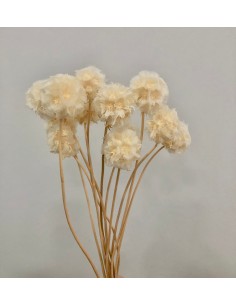 Escabiosa Preservada 30cms blanca