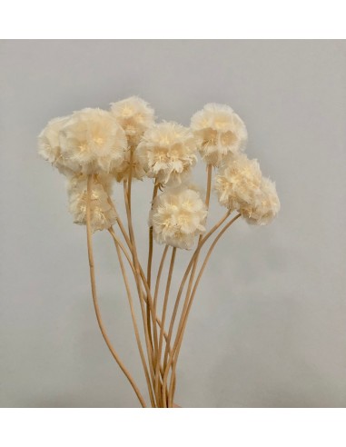 Escabiosa Preservada 30cms blanca