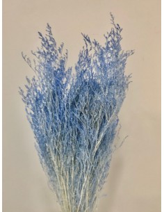 Caspia Preservada Azul Chasmere 70cm