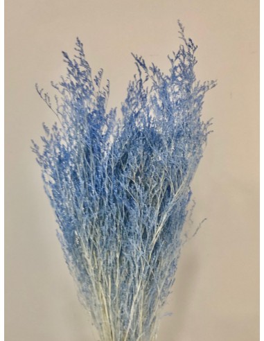 Caspia Preservada Azul Chasmere 70cm