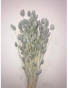 Phalaris color Azul Petroleo 80cm 150g