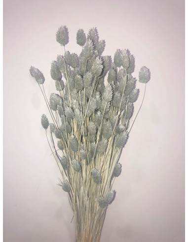 Phalaris color Azul Petroleo 80cm 150g