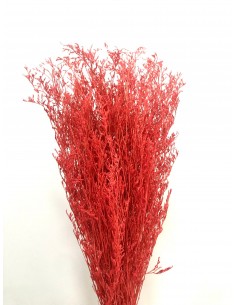 Caspia Preservada Roja 70cm Coral