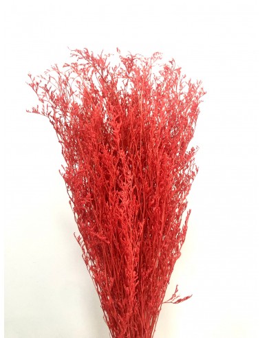 Caspia Preservada Roja 70cm Coral