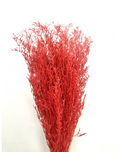 Caspia Preservada 70cm Coral
