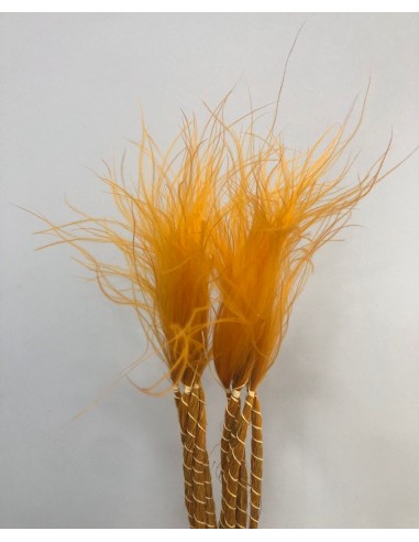 Stypa pennata Naranja Ocre 50cm