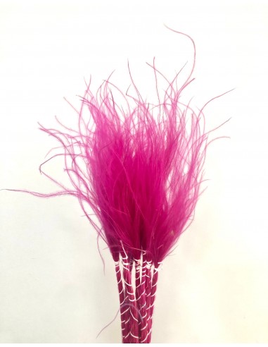 Stypa pennata Magenta 50cm