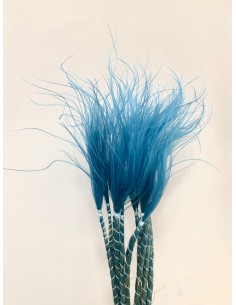 Stypa pennata Azul 50cm