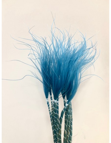 Stypa pennata Azul 50cm