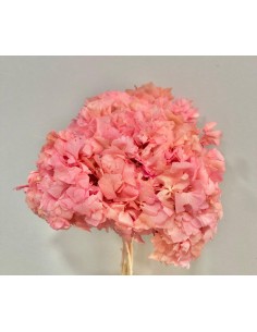 Hortensia preservada Rosa Flamenco 20cm