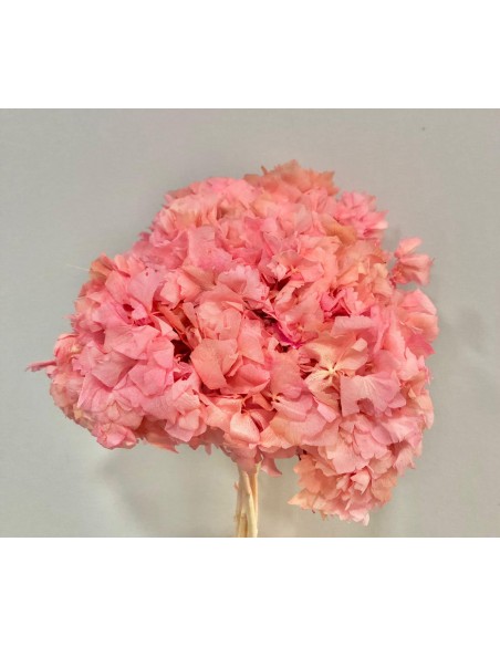 Hortensia preservada Rosa Flamenco 20cm