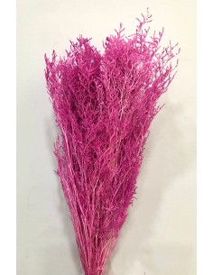 Caspia Preservada Malva 70cm