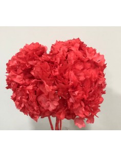 Hortensia Preservada Coral 20cm