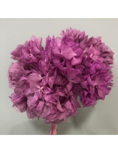 Hortensia preservada Malva 20cm