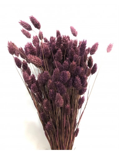 Phalaris color Morado 80cm 150g
