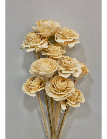 Cedar Rose 40cm Crema x10