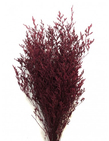 Caspia Preservada Burdeos 70cm