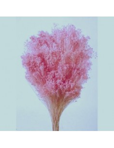 Brooms Blum Seco Rosa 100g