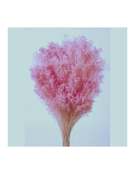 Brooms Blum Seco Rosa 100g