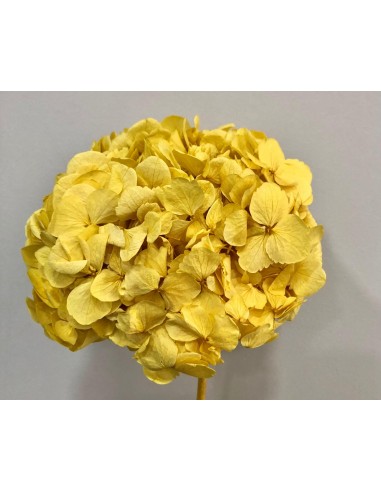Hortensia Preservada Amarillo palido 20cm