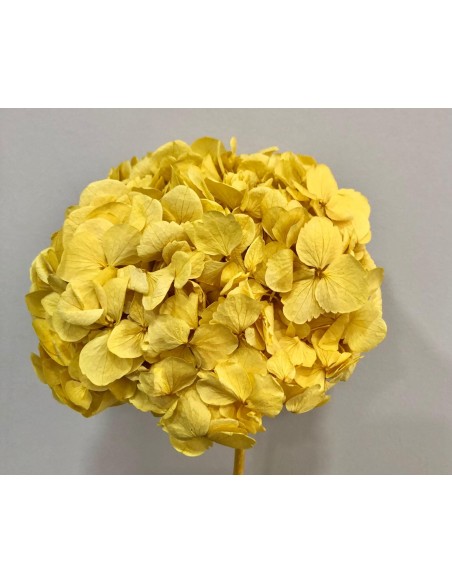 Hortensia Preservada Amarillo palido 20cm