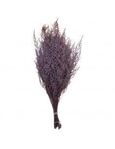 Stoebe preservado Rosa (100g)