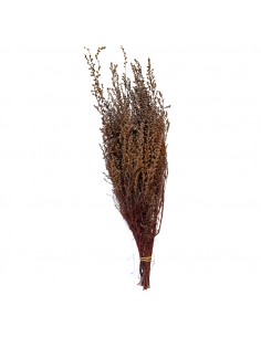 Stoebe preservado Terracotta (100g)