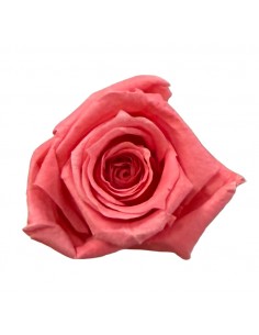 Rosa mini Princes Coral x16 Ø 2,5-3 cm