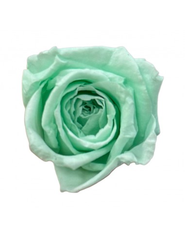 Rosa mini Princes Verde Menta x16 Ø 2,5-3 cm