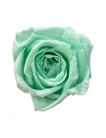 Rosa mini Princes Verde Menta x16 Ø 2,5-3 cm