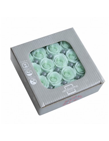 Rosa mini Princes Verde Menta x16 Ø 2,5-3 cm