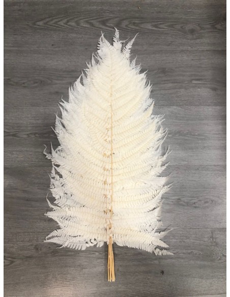 Helecho Fern Blanqueado x10 hojas 60cm