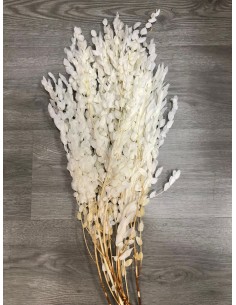 Eucalipto Parvifolia blanqueado 80g