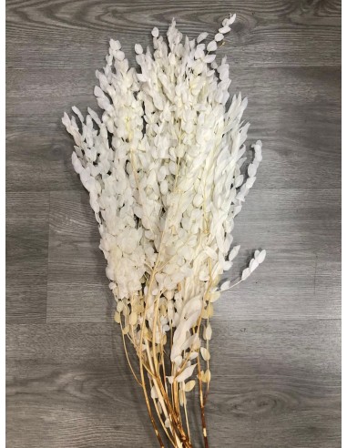 Eucalipot Parvifolia blanqueado 80g