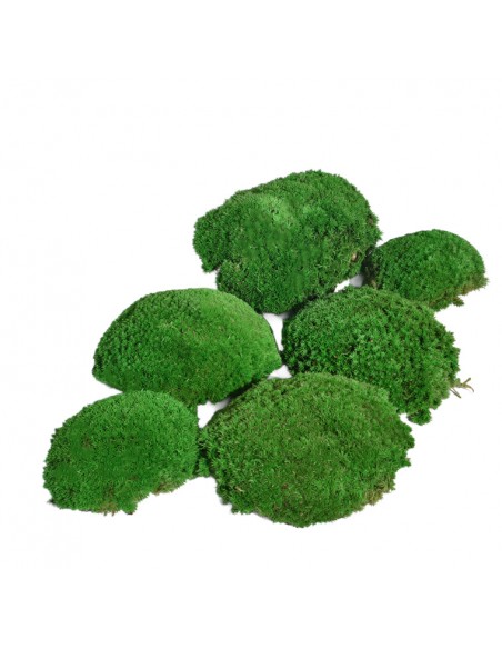 Polemoss vert W-box bola musgo