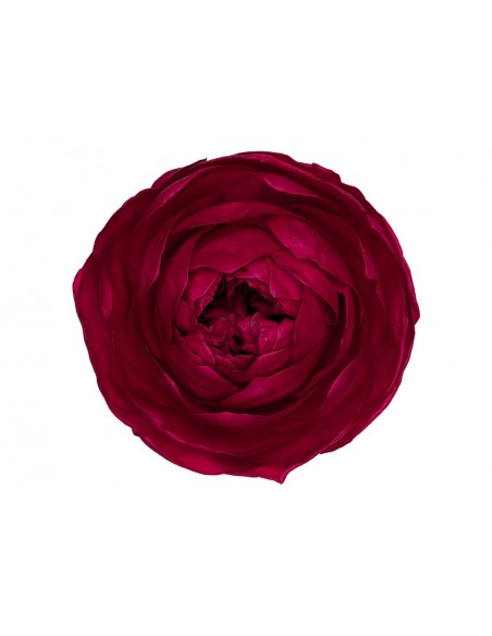 Peonia Preservada Bouganvillea x6und, x6cmØ